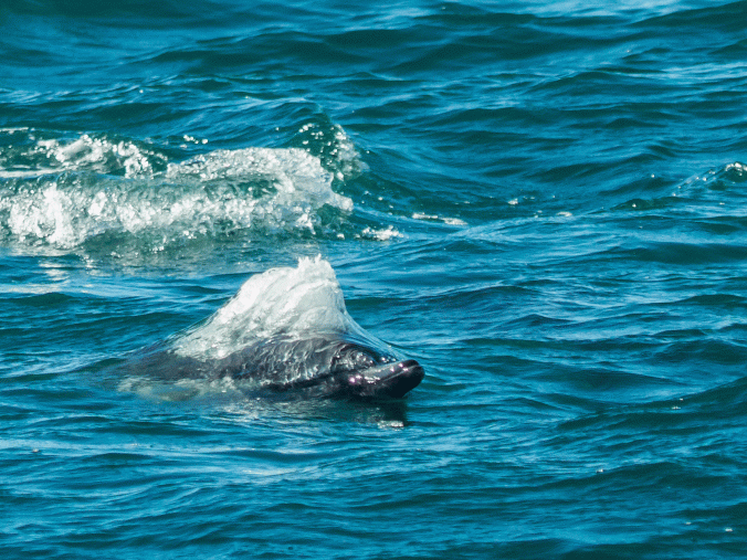 Porpoise-at-Magdelana-1