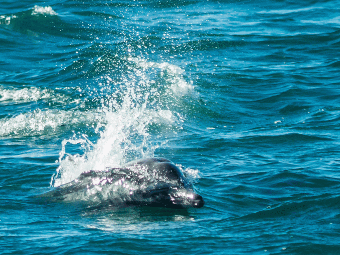 Porpoise-at-Magdelana-2