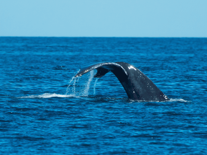 Post-Cabo-Whale-Fluke