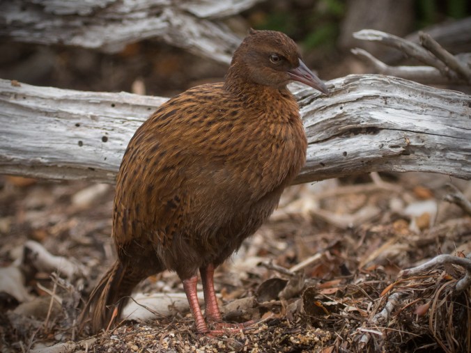 P2640787-Weka-WEB