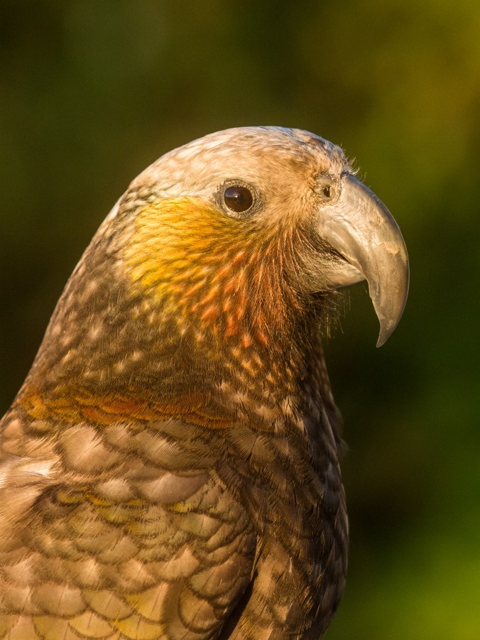 P2650061 Kaka Portraite WEB