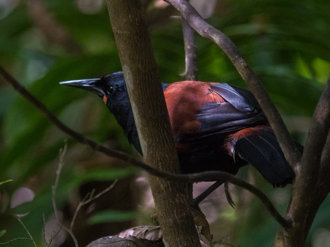 P2650823-Saddleback-WEB